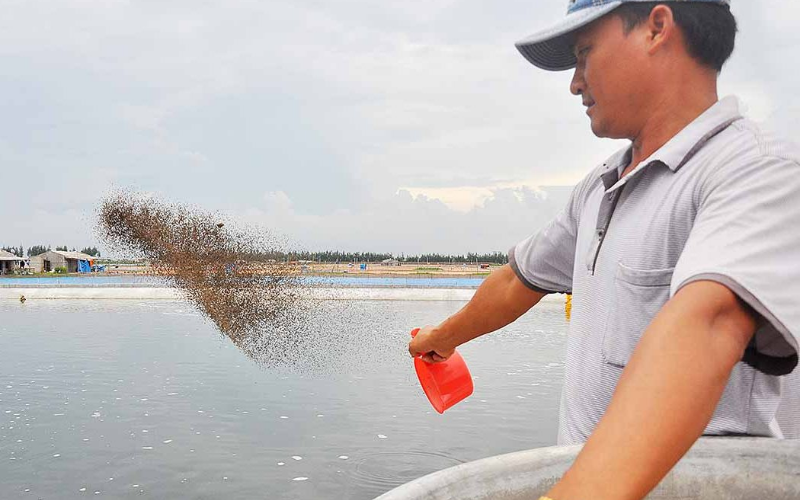 Thức ăn cho tôm công nghiệp 