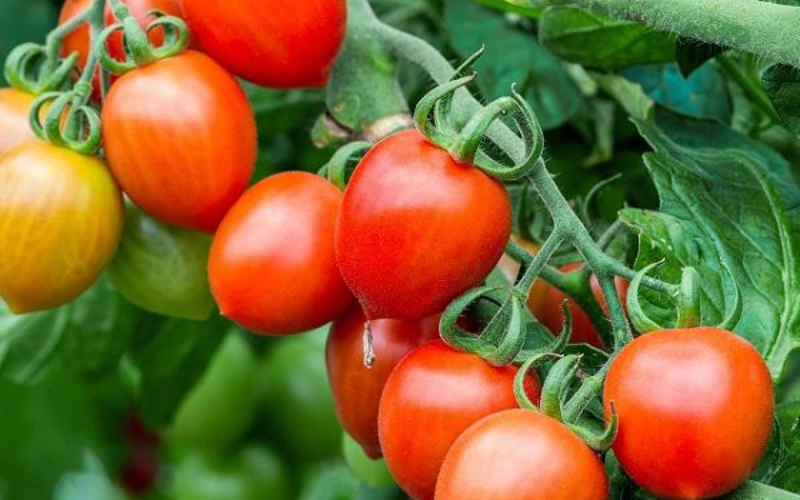 Kỹ thuật trồng cà chua trong nhà kính đạt hiệu quả cao