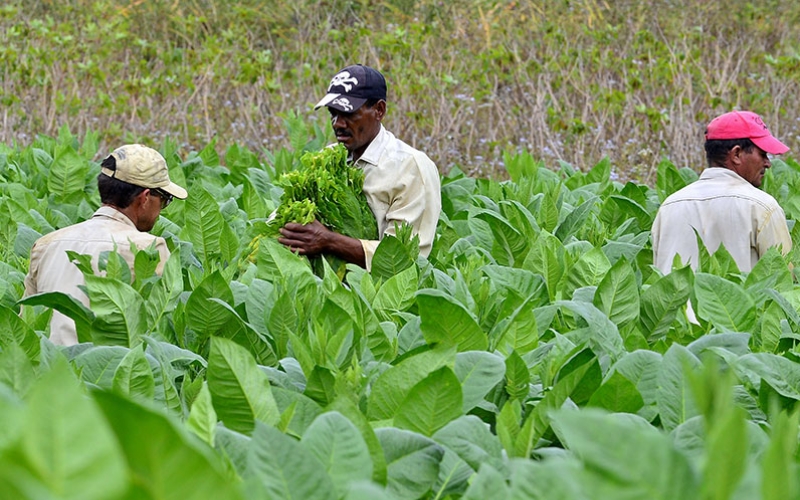 Trồng cây xì gà