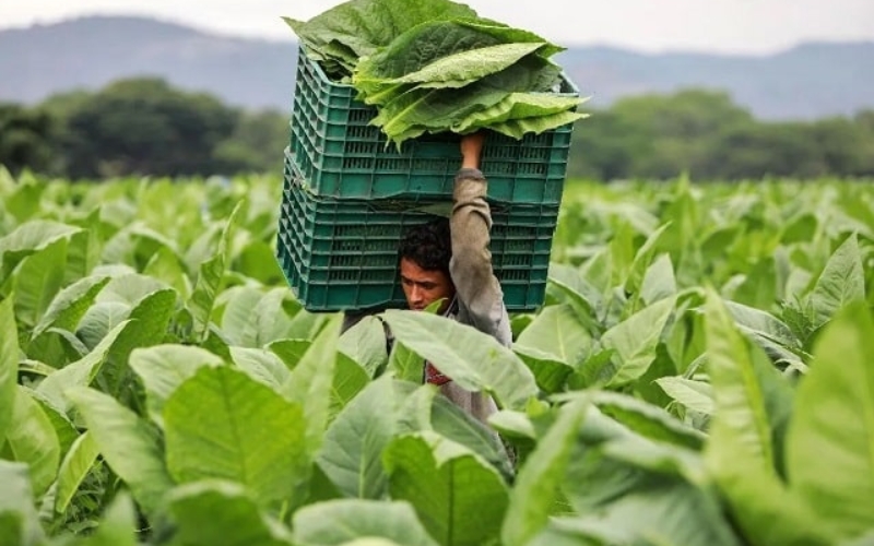 thu hoạch lá xì gà