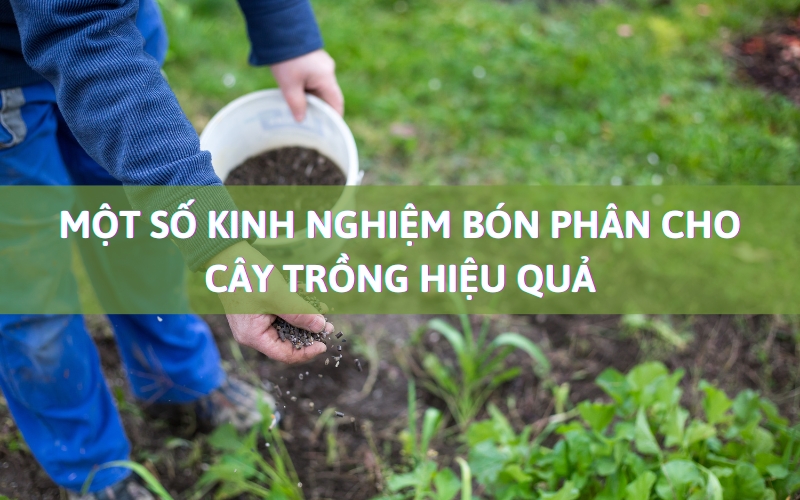 kinh nghiệm bón phân