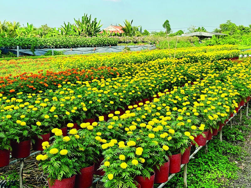 cách chăm sóc hoa vạn thọ