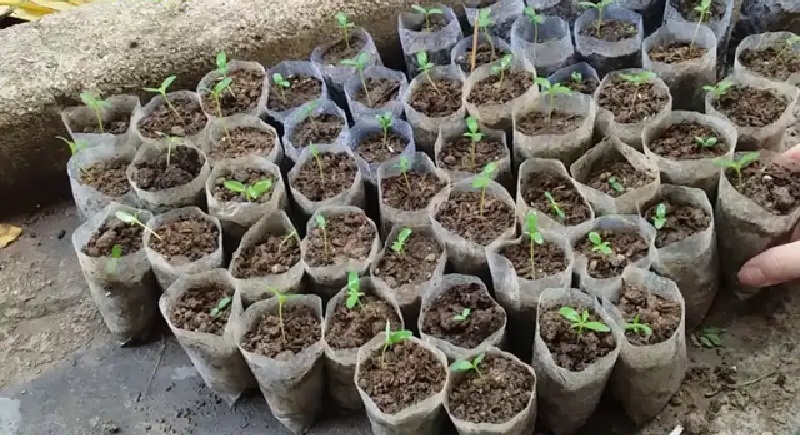 chuẩn bị đất trồng hoa