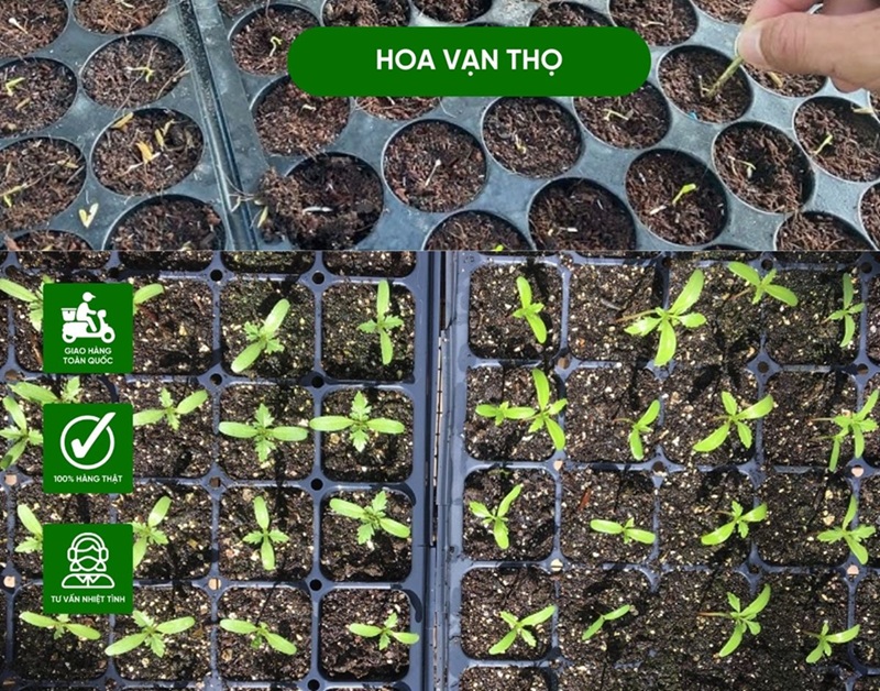 hạt giống hoa vạn thọ