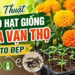 Kỹ Thuật Gieo Hạt Giống Hoa Vạn Thọ Nở To Đẹp