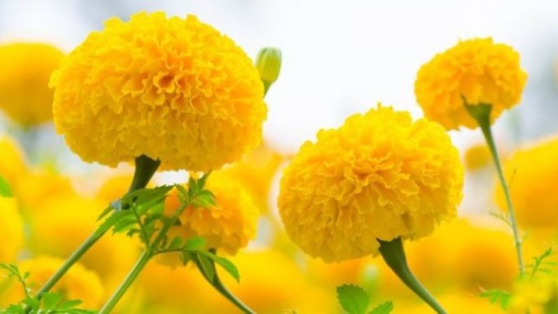 lưu ý khi trồng hoa vạn thọ